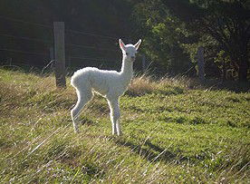 Jaspers Brush NSW Dalby Accommodation