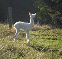 Jaspers Brush B And B - Dalby Accommodation