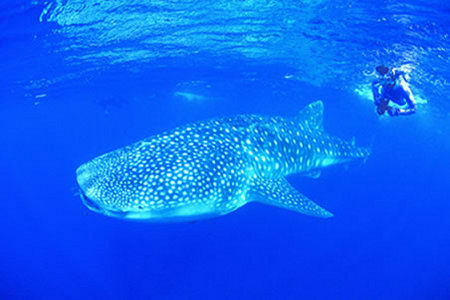 Ningaloo Reef Resort - Dalby Accommodation 1