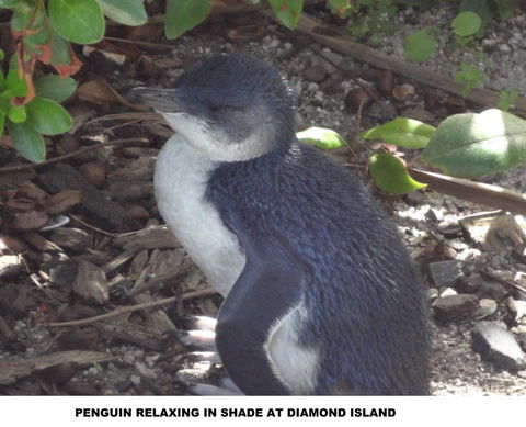 Diamond Island Resort - Dalby Accommodation 2
