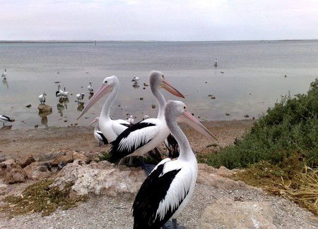 Venus Bay Caravan Park - Dalby Accommodation 1