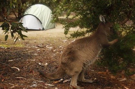 Western KI Caravan Park Cabins - Dalby Accommodation 2