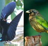 Chambers Wildlife Rainforest Lodges - Dalby Accommodation