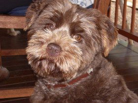 Lagoon Pocket Bed And Breakfast - Dalby Accommodation 0