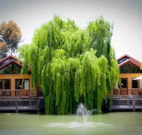 Perricoota Vines Retreat - Dalby Accommodation