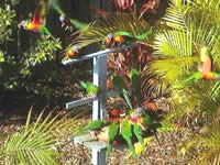 Chamomile Bed And Breakfast - Dalby Accommodation 1