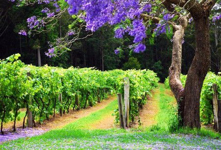 Bago Vineyards - Dalby Accommodation 0