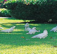 Aurora Kakadu - Dalby Accommodation