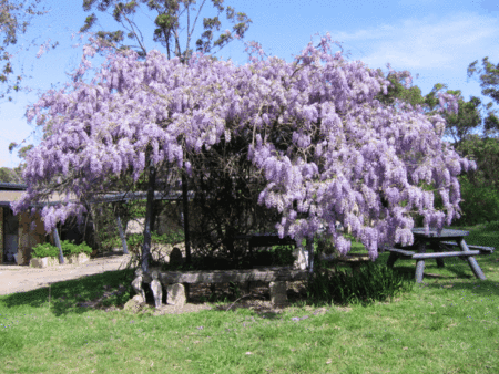 Studio Cottages Romantic Hideaway - Dalby Accommodation 5