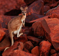 Dampier Mermaid Hotel Motel - Dalby Accommodation