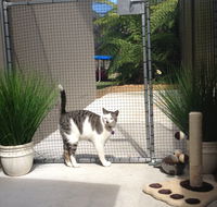 Caringbah Cat Hotel - Dalby Accommodation
