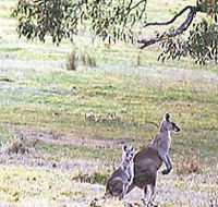 Kangaroo Ridge Retreat - Dalby Accommodation