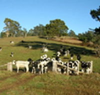 St Columba Cottage - Dalby Accommodation