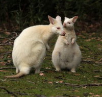 Captain Cook Holiday Park - Dalby Accommodation