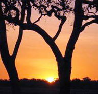 Coodardie Station Stay - Dalby Accommodation