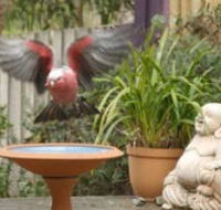 Wattle Court  Retreat - Dalby Accommodation