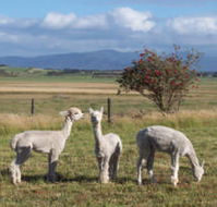 Promhills Cabins - Dalby Accommodation