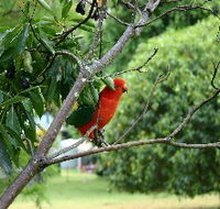 Bunya Mountains Accommodation Centre - Chalets And Holiday Homes - Dalby Accommodation
