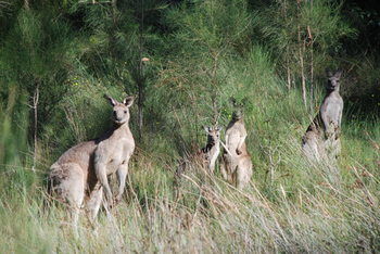 Worrowing At Jervis Bay - Dalby Accommodation 51