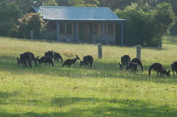 Worrowing At Jervis Bay - Dalby Accommodation 62