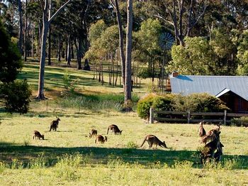 Worrowing At Jervis Bay - Dalby Accommodation 101