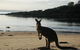 Worrowing At Jervis Bay - thumb 35