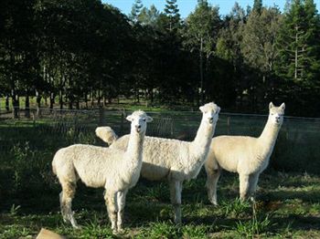 Beerwah QLD Dalby Accommodation