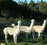 Blackwattle Farm BampB and Farm Stay - Dalby Accommodation