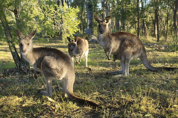 Eagleview Resort - Dalby Accommodation 42