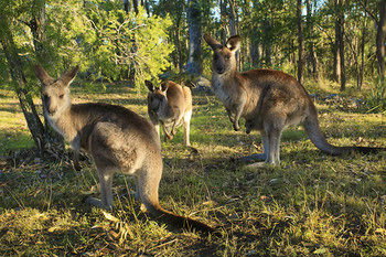 Eagleview Resort - Dalby Accommodation 56