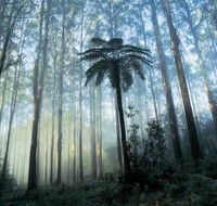 Tower Motel Marysville - Dalby Accommodation