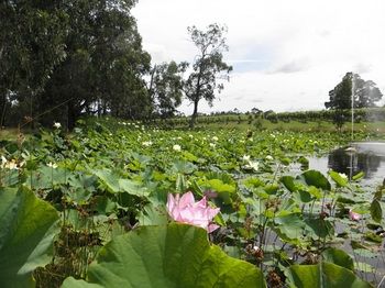 Wild Cattle Creek Estate - Dalby Accommodation 43