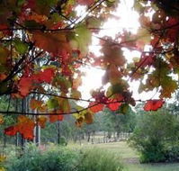 Elfin Hill Country Accommodation - Dalby Accommodation