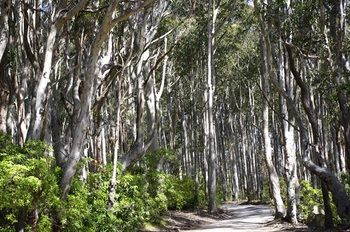 Bawley Bush Retreat And Cottages - Dalby Accommodation 37