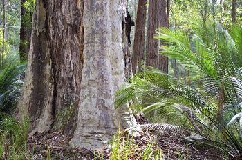 Bawley Bush Retreat And Cottages - Dalby Accommodation 38