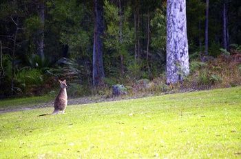 Bawley Bush Retreat And Cottages - Dalby Accommodation 43