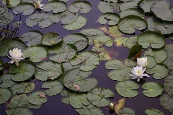 Bawley Bush Retreat And Cottages - Dalby Accommodation 44