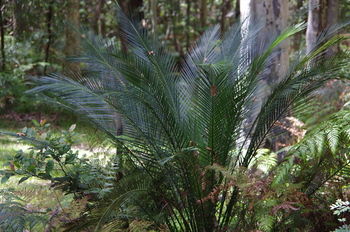 Bawley Bush Retreat And Cottages - Dalby Accommodation 46