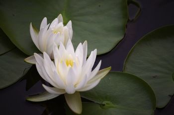 Bawley Bush Retreat And Cottages - Dalby Accommodation 47