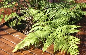 Bawley Bush Retreat And Cottages - Dalby Accommodation 48