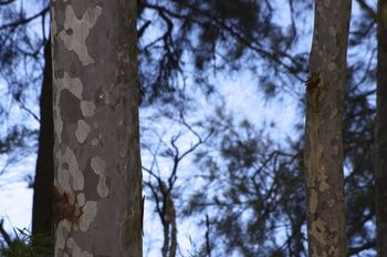 Bawley Bush Retreat And Cottages - Dalby Accommodation 69