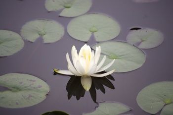 Bawley Bush Retreat And Cottages - Dalby Accommodation 70