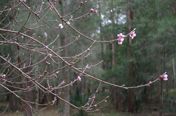 Bawley Bush Retreat And Cottages - Dalby Accommodation 82