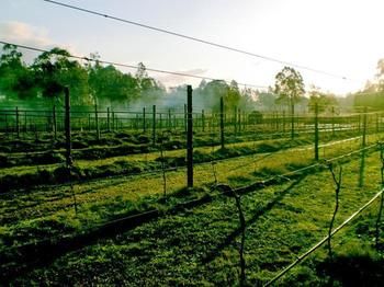 Hunter Country Lodge - Dalby Accommodation 3