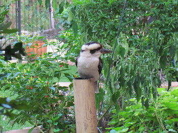 Amytis Gardens Retreat Spa And Cooking School - Dalby Accommodation 3