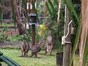 Jervis Bay Cabins - Dalby Accommodation 6