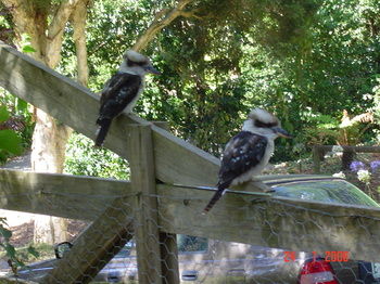 Stones Throw Cottage Bed & Breakfast - Dalby Accommodation 4