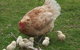 Eden Orchard And Farmstay - thumb 3