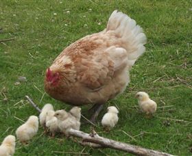 Eden Orchard And Farmstay - Dalby Accommodation 3