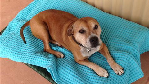 Bells By The Beach Holiday House Ocean Grove - Dalby Accommodation 1